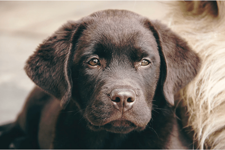 Vintage Dog Names
